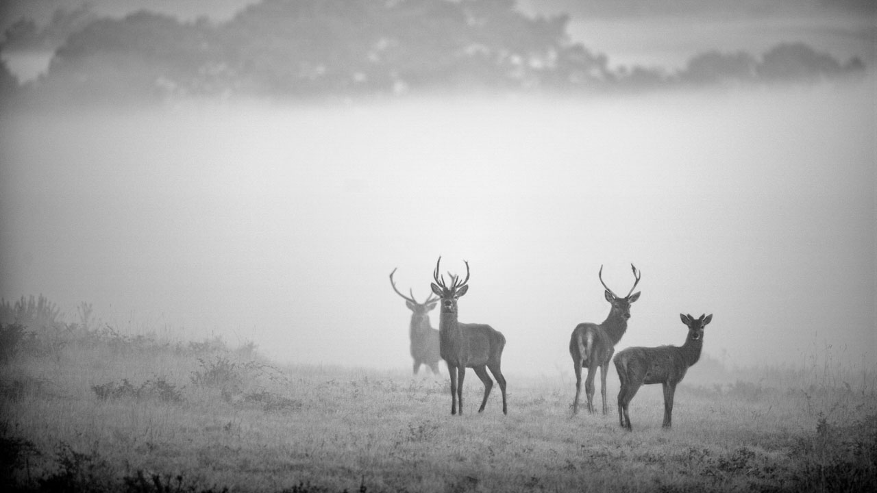 A herd a red deer in the fog during the bellowing in France. The noise of our cameras alerted the leading stag and the watching doe.